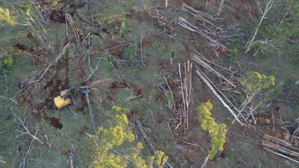 Aerial Footage Feller Cutting Tree Stem While Undertaking Salvage Tree — Vídeo de Stock