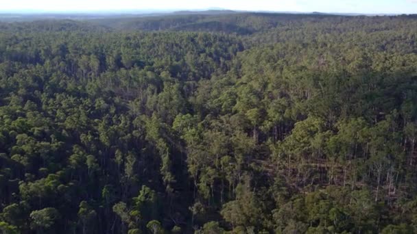 Långsamt Stigande Vertikala Drönare Bilder Wombat State Forest Med Återvinning — Stockvideo