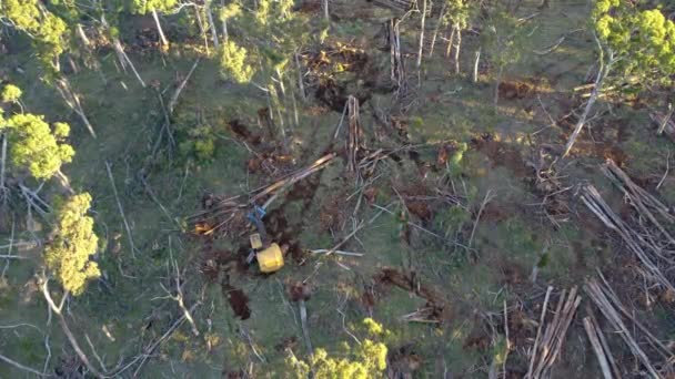 Drone Footage Feller Undertaking Salvage Tree Logging Activities Wombat State — Stock Video