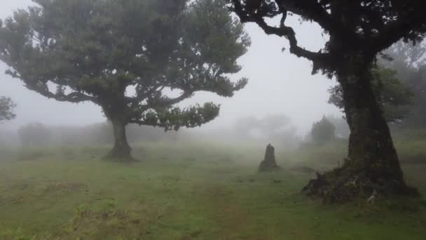 Eine Mystische Reise Durch Den Fanal Wald Nebel Schuss Auf — Stockvideo