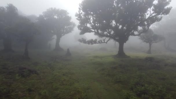 Viaggio Nella Mistica Foresta Fanal Madeira Girato Dji — Video Stock