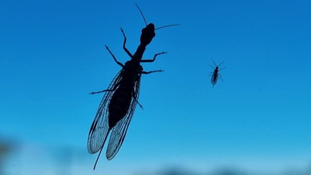 站在窗前的一个小昆虫和一个大昆虫的轮廓 — 图库视频影像