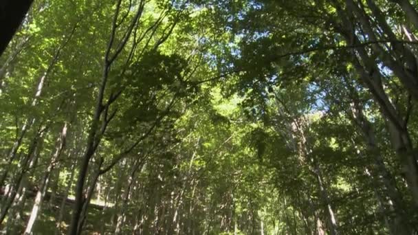 Kantel Panoramisch Shot Van Groene Bomen Stromend Water Bulgaarse Bergen — Stockvideo