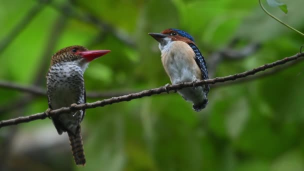 Mother Son Perched Together Camera Zooms Out Banded Kingfisher Lacedo — Video Stock