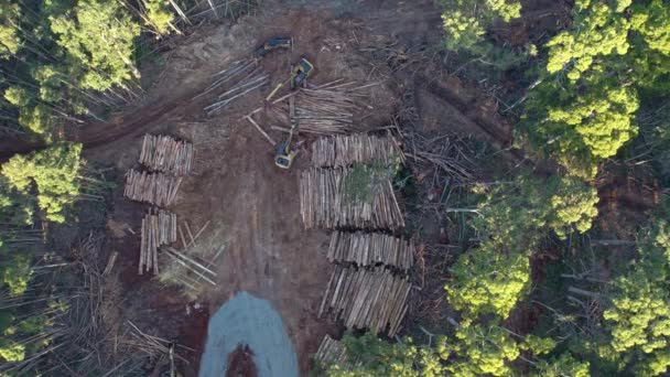 Steady Vertical Drone Footage Salvage Tree Logging Activities Wombat State — Stockvideo