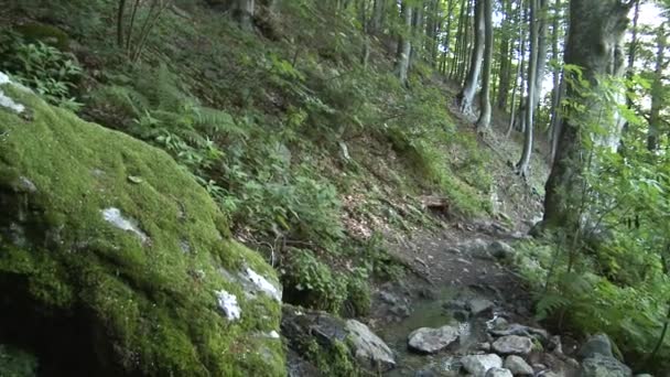 Panning Shot Green Trees Spring Small Rivulet Bulgarian Mountains Summer — Video Stock