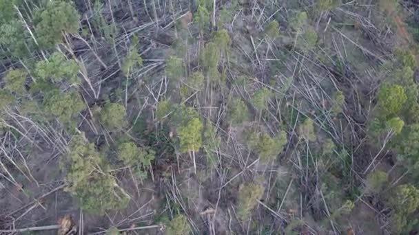 Imágenes Drones Movimiento Lento Del Bosque Wombat State Con Árboles — Vídeo de stock