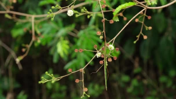 Pendurado Verticalmente Ponta Galho Durante Manhã Stick Insect Baculomia Siamensis — Vídeo de Stock