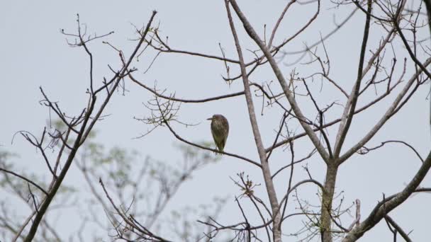 Looking Left Waiting Nightfall Chinese Pond Heron Ardeola Bacchus Kaeng — Vídeos de Stock