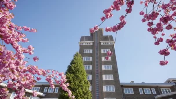 Ayuntamiento Durante Floración Del Árbol Sakura Rosa Watermael Boitsfort Bruselas — Vídeos de Stock
