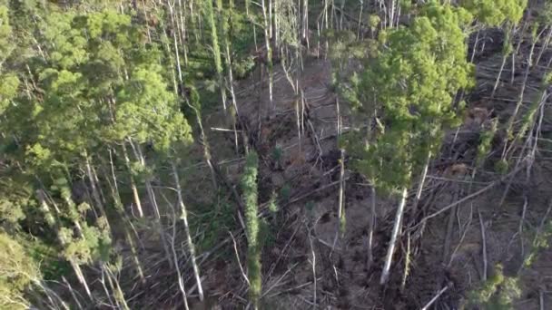 Imágenes Drones Aumento Lento Del Bosque Estatal Wombat Con Árboles — Vídeo de stock
