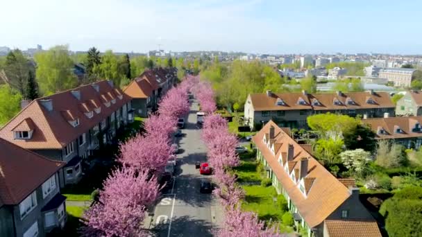 Widok Lotu Ptaka Ulicę Mieszkalną Podczas Kwitnienia Drzewa Wiśniowego Zielonym — Wideo stockowe