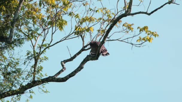 Глядя Вниз Гордясь Расправляя Крылья Сухого Crested Serpent Eagle Spilornis — стоковое видео