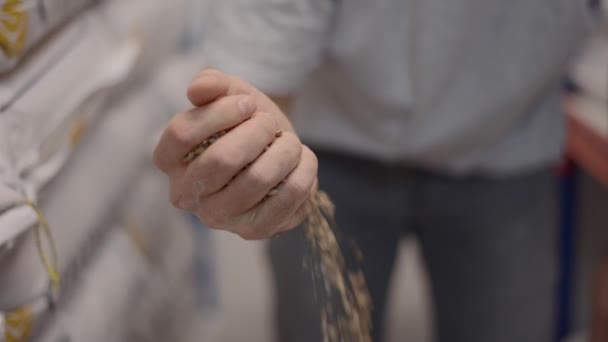 Brewer Man Holding Houring Beer Malt Närbild — Stockvideo