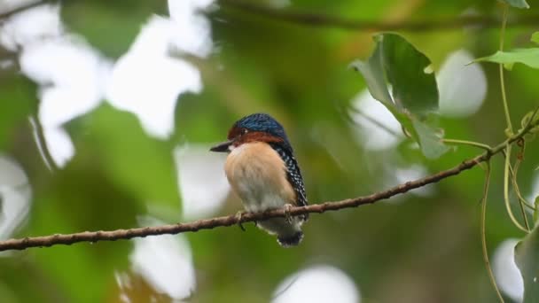 Kamera Uzaklaşıp Uzaklaşırken Erkek Bir Çaylak Sola Bakıyor Banded Kingfisher — Stok video