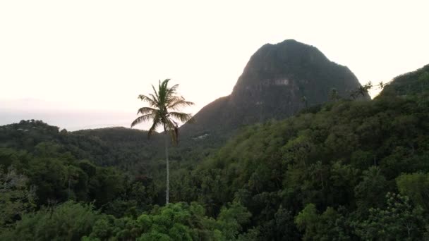 Vicinanza Passo Vicino Palma Sopra Vibrante Foresta Pluviale Caraibica Santa — Video Stock