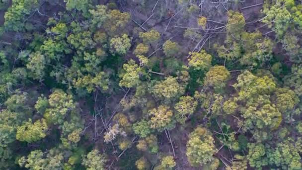 2021年6月10日 澳大利亚维多利亚 在一场严重风暴过去9个月后 Wombat国家森林的垂直无人驾驶镜头缓慢移动 在里昂维尔附近有倒下的树木 — 图库视频影像