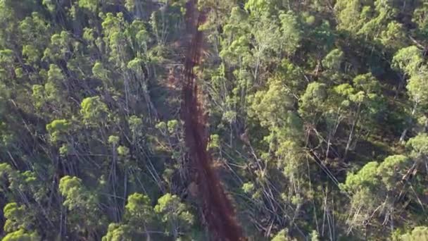 Légi Felvétel Egy Csúszdáról Egy Vágányról Wombat State Forest Ben — Stock videók