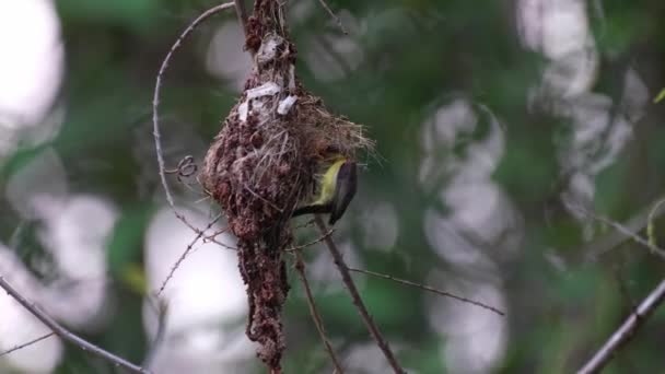 Hnízdo Uprostřed Pak Rodič Pták Přijde Nakrmit Olive Back Sunbird — Stock video