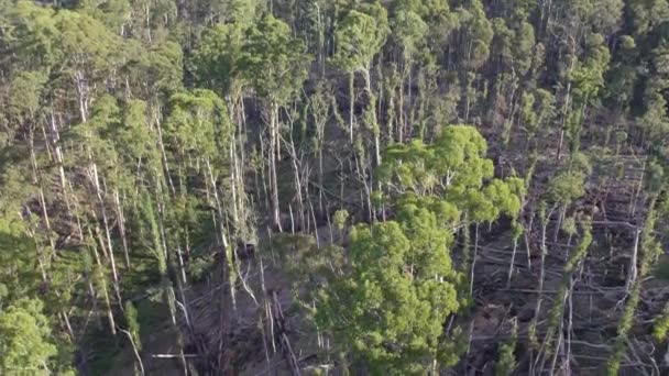 Nagranie Dronów Wznoszących Się Opadających Upadłe Odzyskane Drzewa Wombat State — Wideo stockowe