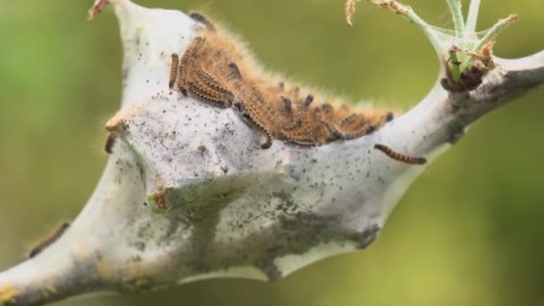 Western Tent Caterpillars Nest Tree Branch Close — Stock Video