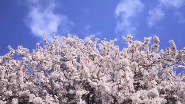 Takken Van Een Huilende Yoshino Kersenboom Met Prachtige Bloemen Het — Stockvideo
