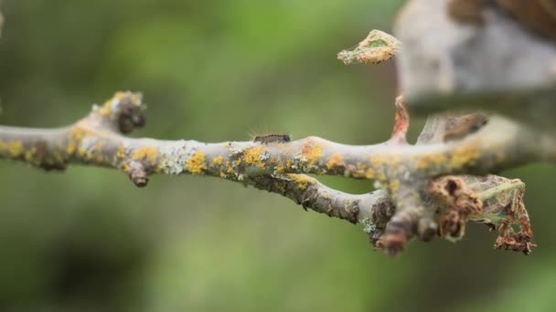 Winzige Raupe Die Ast Krabbelt Mit Anderen Raupen Das Nest — Stockvideo