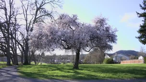 Kar Çeşmeleri Ağlayan Kiraz Ağacı Tamamen Çiçek Açmış — Stok video