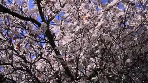 Vue Rapprochée Des Branches Arbres Cerisier Fleurs — Video