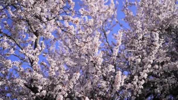 Ağlayan Kiraz Ağacında Güzel Çiçekler — Stok video