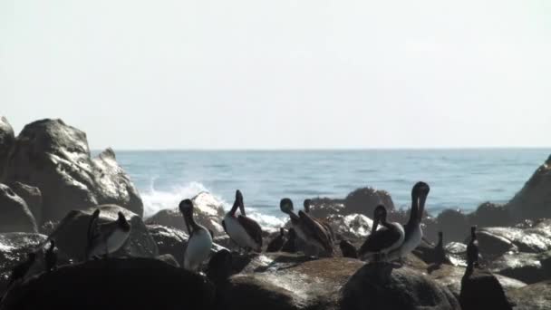 Stado Peruwiańskich Pelikanów Udających Się Skalistym Wybrzeżu Oceanu Szeroki — Wideo stockowe