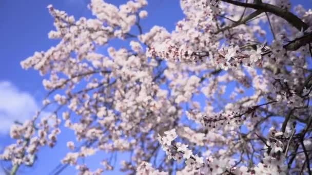 Lkbaharda Kiraz Ağacının Dalları Güzel Çiçekler — Stok video