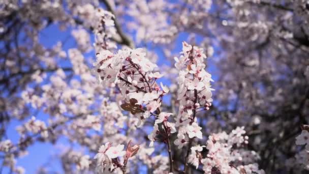 Kar Çeşmesinin Üzerindeki Güzel Pembe Beyaz Çiçeklerin Yavaş Çekim Görüntüsünü — Stok video