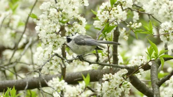 Black Caped Chickadee Perched White Blossom Tree Flying Away Locked — Stock Video