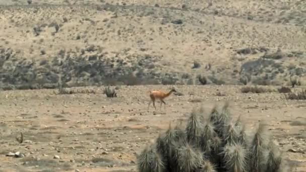 Twee Bruine Guanaco Wandelen Atacama Woestijn Een Zonnige Zomerdag Breed — Stockvideo