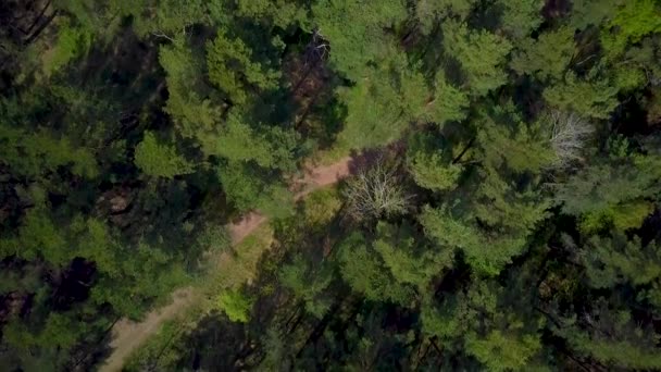 Luchtvogels Uitzicht Noord Europese Dennenbossen Boomtoppen Weelderige Groene Pijnbomen Rustige — Stockvideo