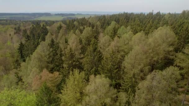 Drone Aérien Tiré Sur Forêt Arbres Verts Hebe Près Ville — Video