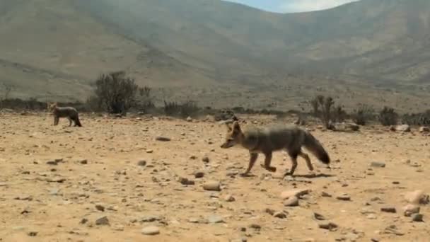 Patagônia Fox Caminhando Deserto Atacama Rastreamento — Vídeo de Stock