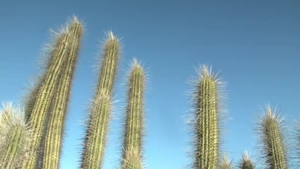 仙人掌 Cardo Cactus 生长在蓝天蓝天的阿塔卡马沙漠中 — 图库视频影像