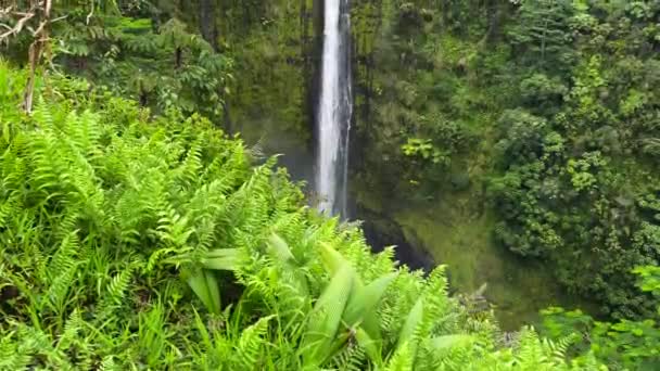 Tilt Shot Lush Green Ferns Overlooking Tall Akaka Falls Waterfall — Stock Video