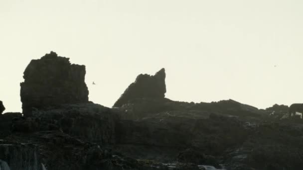 岩に打ち寄せる波とゴールデンアワーに飛ぶカモメ — ストック動画