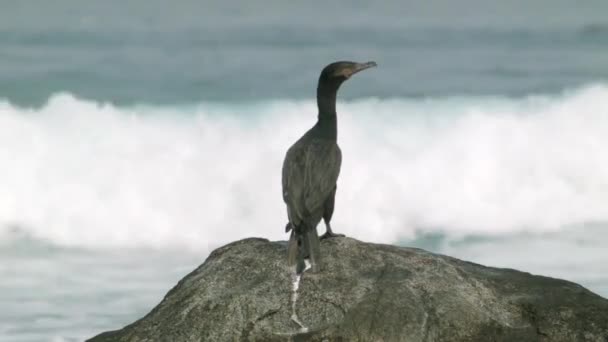 Czarny Ptak Kormorana Skale Rozgląda Się Falami Oceanicznymi Tle Zamknij — Wideo stockowe