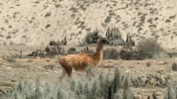 Guanaco Walking Atacama Desert Run Herd Wide Video Clip