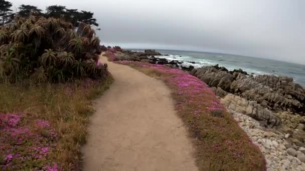 Turystyka Monterey Bay Ludzie Spacerujący Magicznym Fioletowym Dywanie Pacific Grove — Wideo stockowe