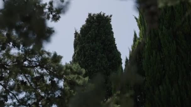 Static View Cypress Its Upper Part Contour Other Trees Leaves — 비디오