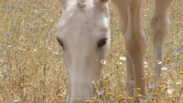 Caballo Blanco Pastoreando Campo Flores Silvestres Ribatejo Cerca — Vídeos de Stock