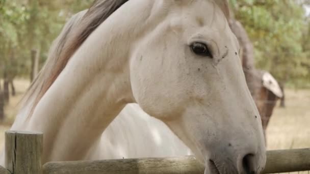 Λευκό Άλογο Αγρόκτημα Ράντσο Behing Ξύλινο Φράχτη Κλείσε — Αρχείο Βίντεο