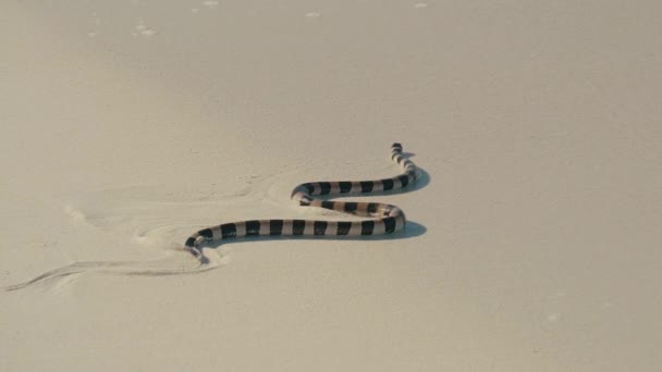 Nya Kaledonska Havet Krait Slingrar Sig Över Sanden Mot Havet — Stockvideo