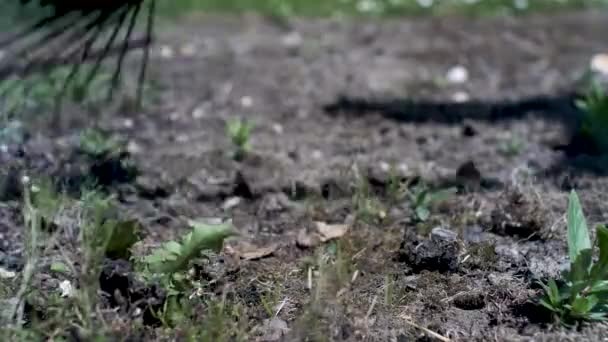 Gros Plan Sur Râteau Rouillé Utilisé Sur Terre Dans Jardin — Video