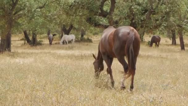 Brown Horse Grazing Wild Field Horses Background Meadow — Vídeo de Stock